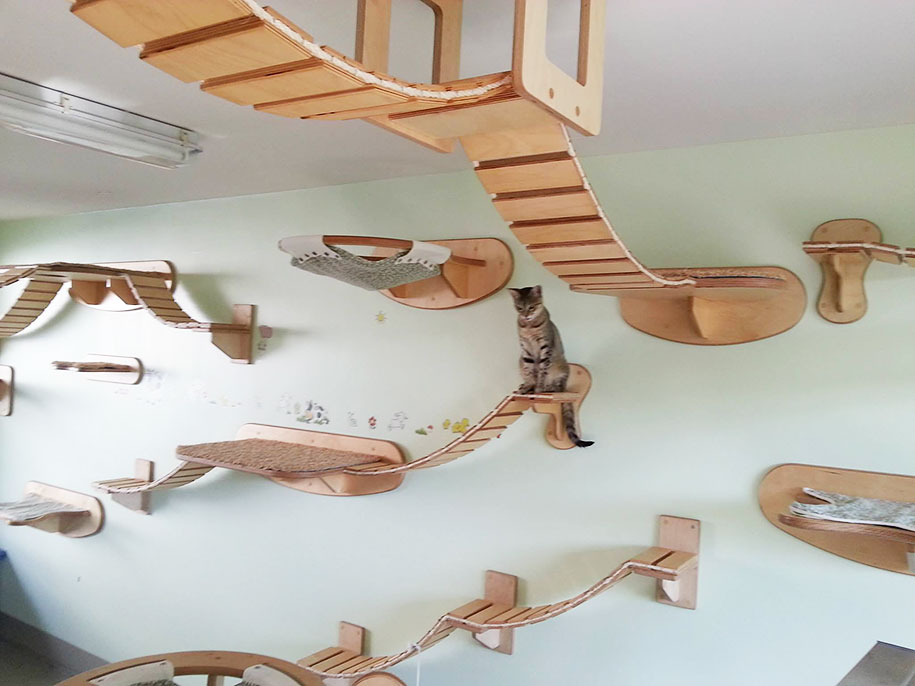 Cat Playground Room Goldtatze 1