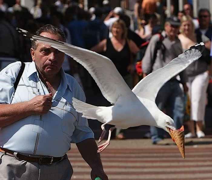 Seagull Ice Cream