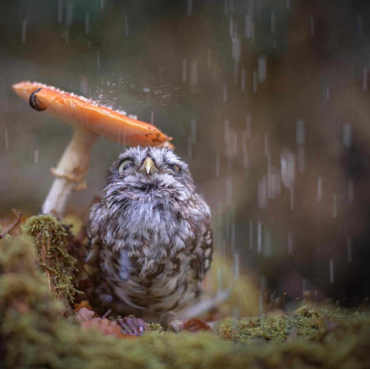 Superbowl