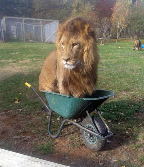 Lion Fits