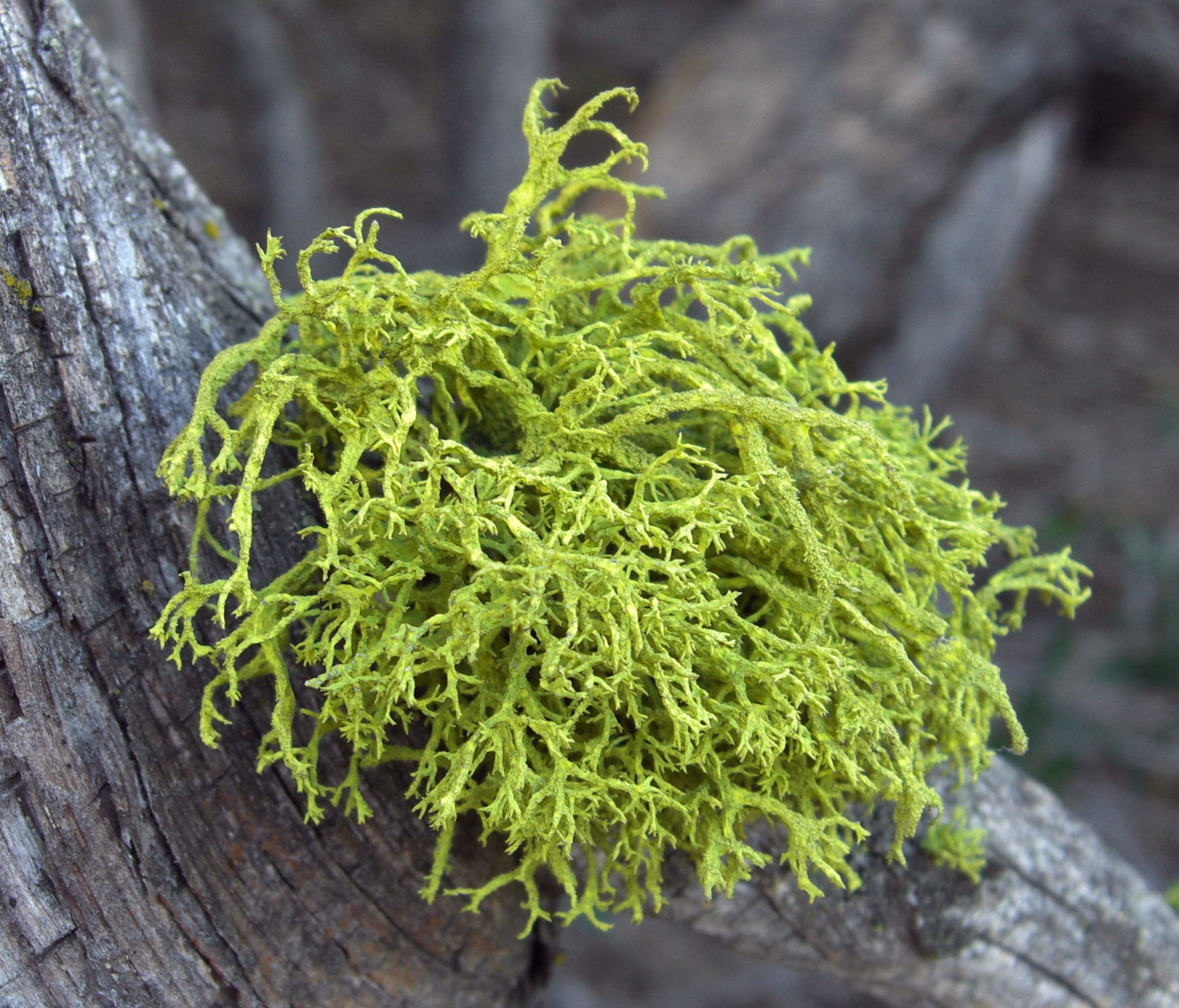 Letharia Vulpina Jhollinger Crop
