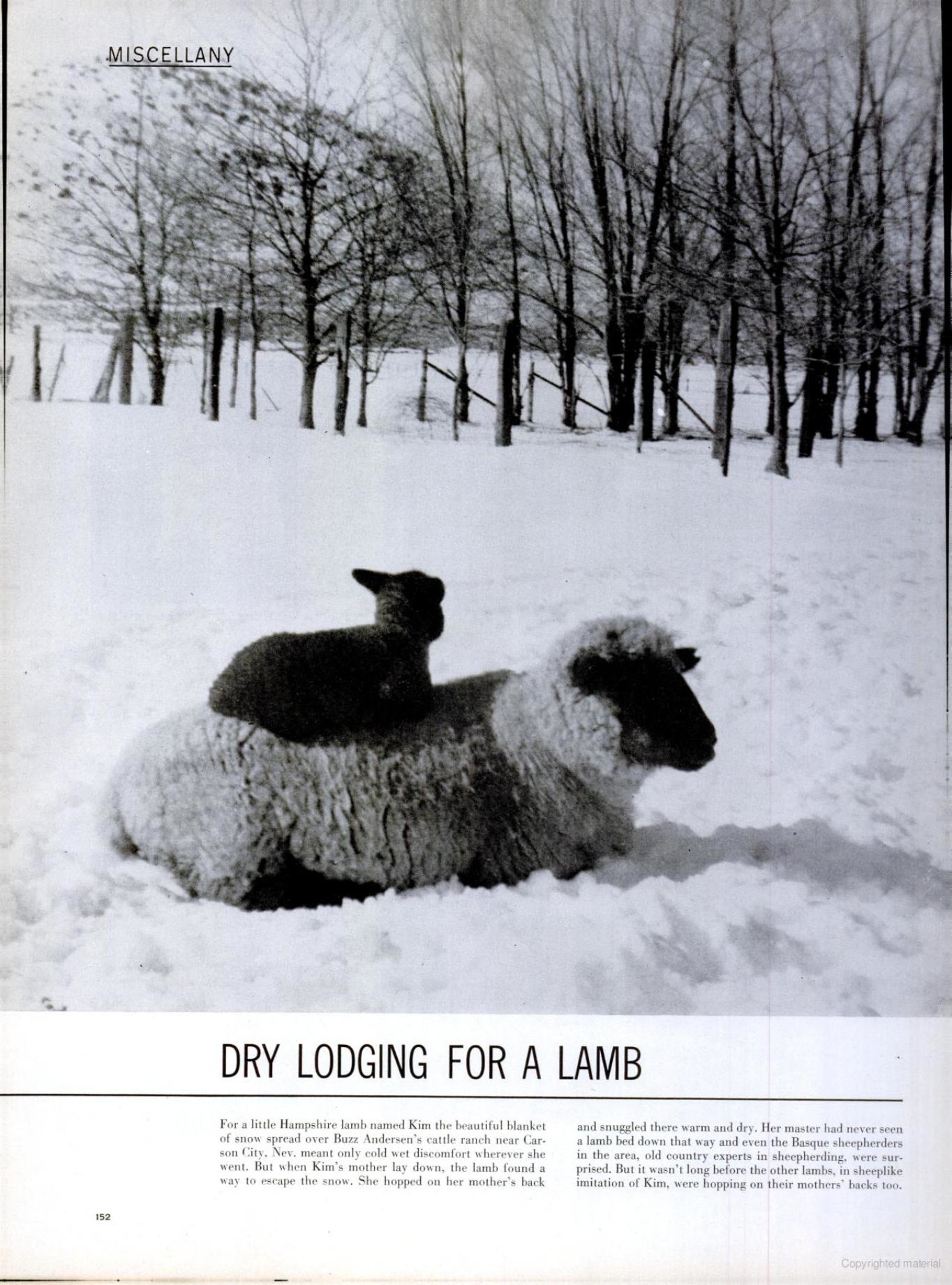 Lamb